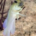 jawfish_yellowhead_bcf_nwp_v_0223_tci2149.jpg